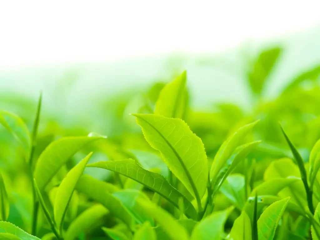 Golden Greens Organic Matcha Tea 50g