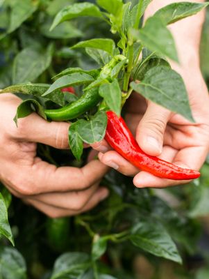 A.Vogel Herbamare Spicy Sea Salt 125g