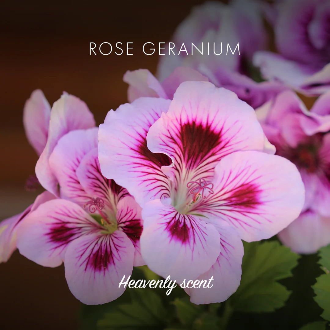 Friendly Natural Soap - Rose Geranium